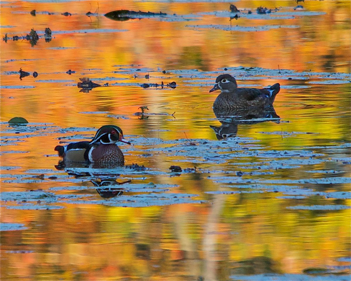 orange-wood-ducks.jpg